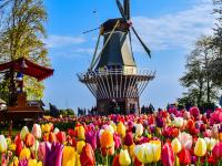Tulip Route