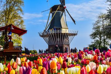 Stunning view of vibrant tulip fields with a classic windmill in Amsterdam, Netherlands.