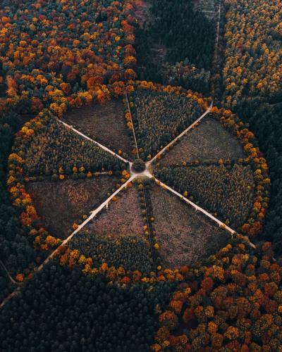 Autumn aerial view capturing converging paths in a forest in Utrecht, Netherlands.
