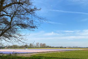Beautiful spring scene in Lisse, Netherlands featuring colorful flower fields and a tranquil river.