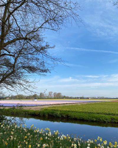 Beautiful spring scene in Lisse, Netherlands featuring colorful flower fields and a tranquil river.