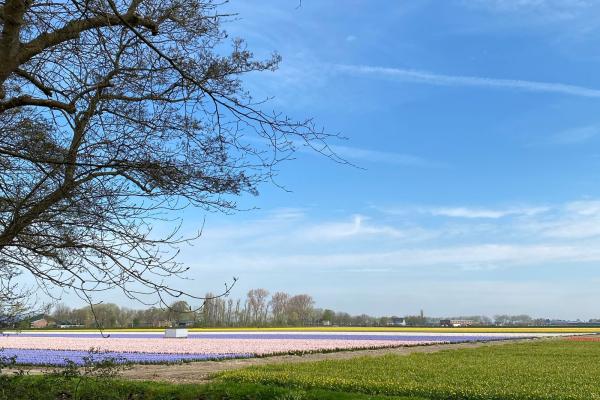 Flower Fields
