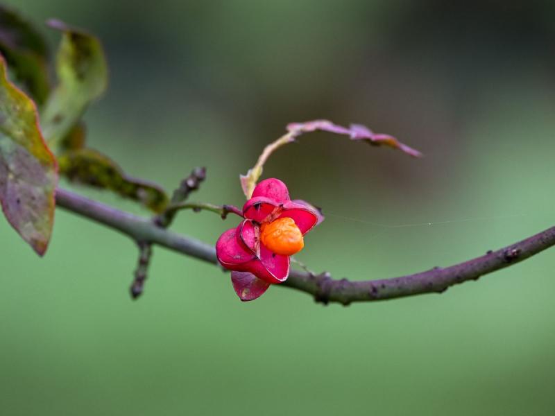 Vibrant Euonymus europaeus fruit on branch in Sittard, Netherlands, showcasing autumn colors.
