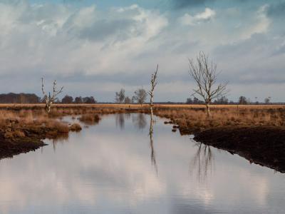 Peaceful moorland vista with a reflective lake, bare trees, and dramatic clouds in Drenthe, Netherlands.