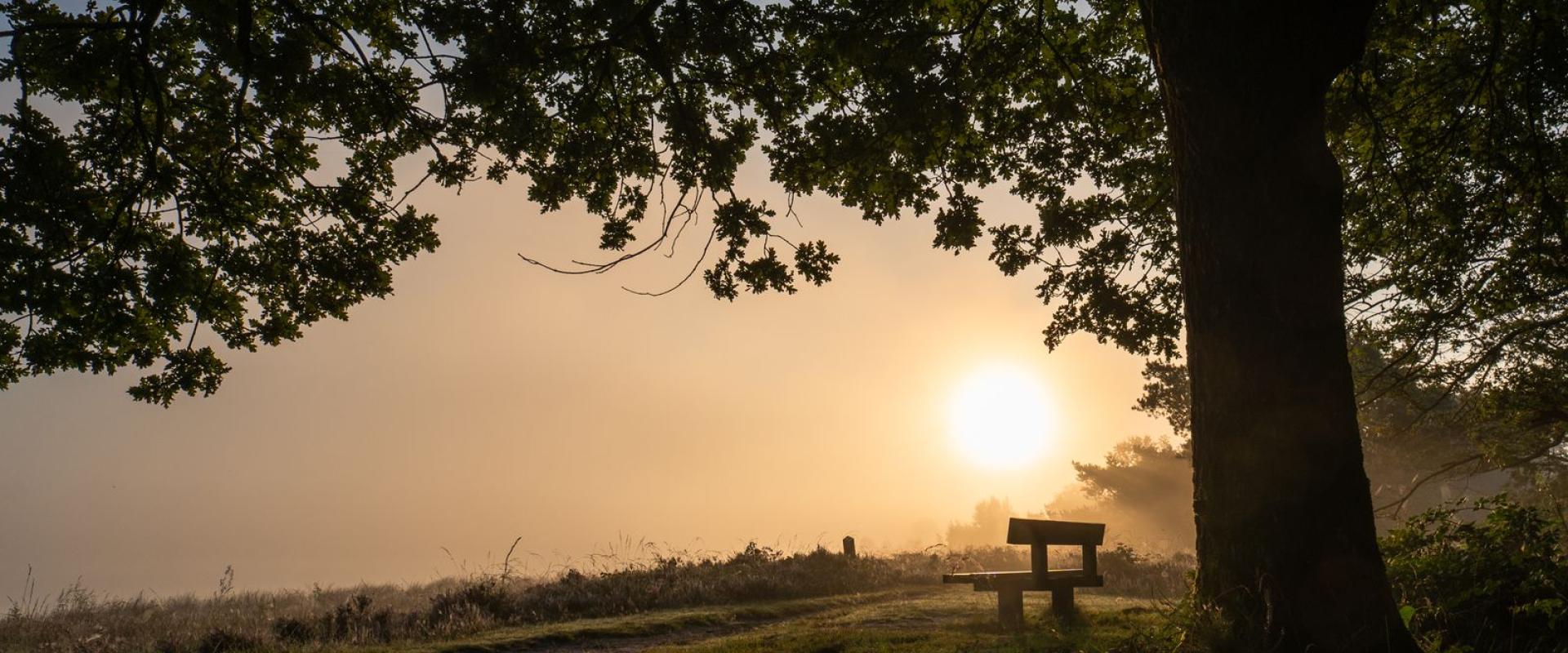Dwingelderveld