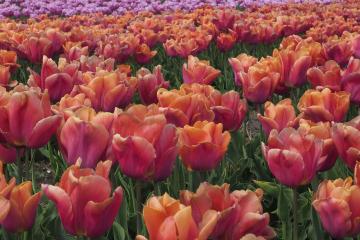 Colorful tulip fields in the Netherlands during spring showcasing stunning blooms.